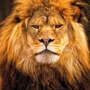 Meet your Posher, Carmen